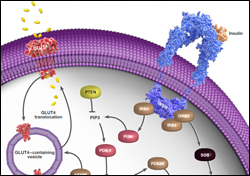 View the Insulin Receptor Signaling Poster
