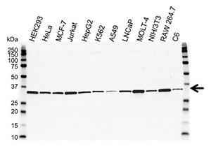Fig. 2. Western blot analysis of extracts from various cell lines. 