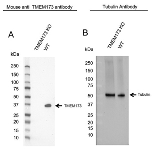 Fig. 3. KO validated TMEM173 (STING) Antibody. 