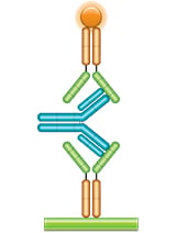 Schematic image of ADA bridging assay. Fusion protein drug as capture and detection reagent labeled with HRP (gold-green), monoclonal anti-drug antibody, Ig format (blue).