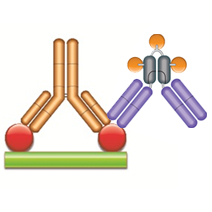 Schematic image of PK antigen capture ELISA.