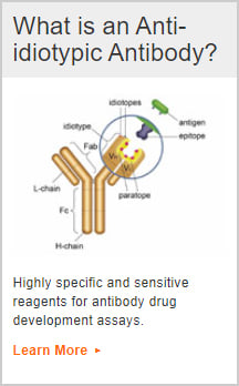 What is an Anti-idiotypic Antibody?