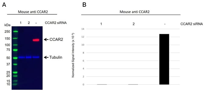 Fig. 3. A, western blot analysis of whole cell lysates prepared from HEK293 separately transfected with two unique siRNA duplexes against CCAR2 (1 & 2), or a scrambled siRNA (-) probed with Mouse Anti-CCAR2 Antibody (VMA00564) and hFAB Rhodamine Anti-Tubulin Primary Antibody (12004166). 
