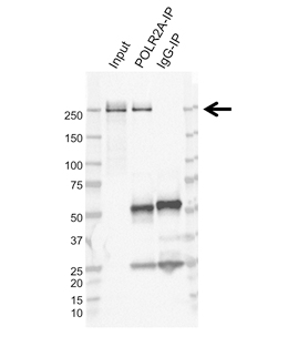 Fig. 4. Immunoprecipitation of POLR2A from K562 whole cell lysate. 