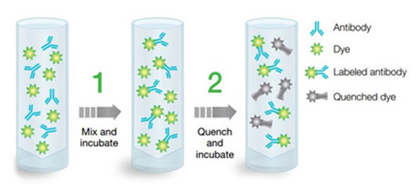 Readilink Conjugation kits label your antibody in two easy steps
