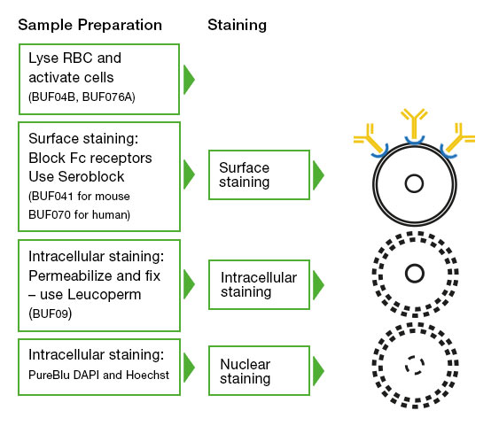 : Protocols and reagents required for staining will be dependent on antigen location 