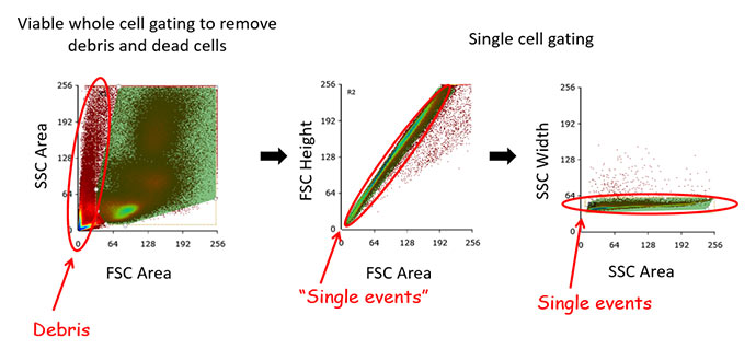 Gating out debris, doublets, and non-viable cells are the first steps to getting good data