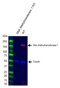 Fig. 1. Western blot analysis of DNA methyltransferase 1 knockout 293T (KO) and wild type (WT) whole cell lysates probed with Rabbit Anti-DNA Methyltransferase 1 Antibody (VPA00026).
