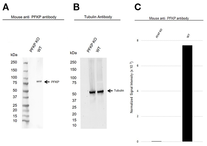 Fig. 1. Western blot analysis of PFKP knockout HeLa (PFKP KO) and wild type HeLa (WT) whole cell lysates.  