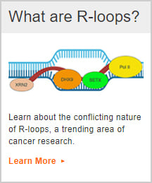 What are R-loops? Learn about the conflicting nature of R-loops, a trending area of cancer research.
