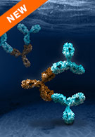 New Antibodies for Pertuzumab, Abatacept and Daratumumab
