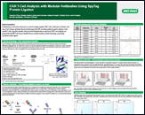 Generation of custom anti-idiotypic antibodies for CAR T cell analysis