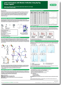 Poster: CAR T Cell Analysis with Modular Antibodies Using SpyTag Protein Ligation
