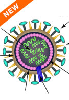 Immune Response to Influenza A Virus