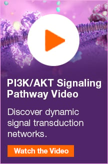 PI3/KAKT Signaling Pathway | Discover dynamic signal transduction. 