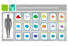 人类免疫系统指南的谱系生物标志物