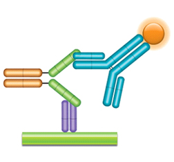 Schematic image of PK bridging ELISA measuring free drug. Capture antibody, Fab format (purple), fusion protein drug (green-gold), anti-drug detection antibody, Ig format (blue), labeled with HRP.