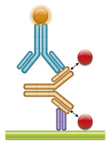 Schematic image of PK bridging ELISA detecting total drug. Anti-idiotypic capture antibody, Fab format (purple), monoclonal antibody drug (gold), anti-idiotypic detection antibody, Ig format (blue), labeled with HRP.