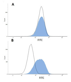 Fig. 1. Staining of THP-1 cells with FITC labelled Mouse anti Human CD11a (MCA1848) or Mouse IgG2a Negative Control:FITC (MCA929F) in the absence (A) and presence (B) of Human SeroBlock (BUF070A).