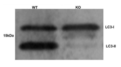 Western blotting analysis of LC3 expression on Atg5 knockout and wild type cells using Rabbit Anti-Human MAP1LC3A/B (AHP2167). Image courtesy of Dr. R. Kopito, Stanford University.