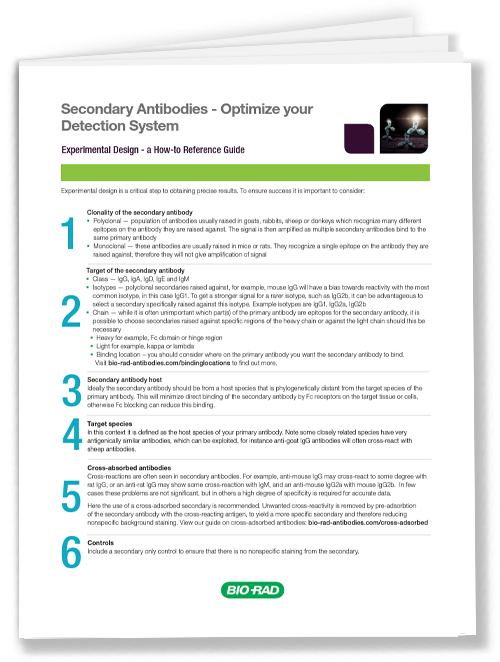 Secondary Antibodies - Optimize your Detection System