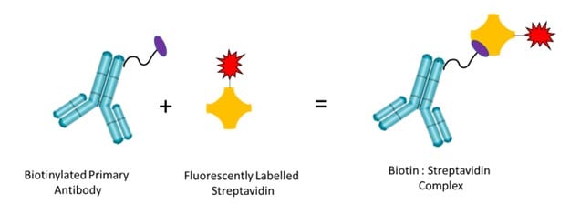 Fig 1. Binding of biotinylated antibodies to fluorescently labeled streptavidin. 