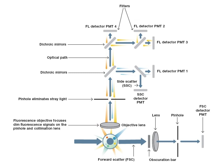 How a flow cytometer works - sample interrogation illustration
