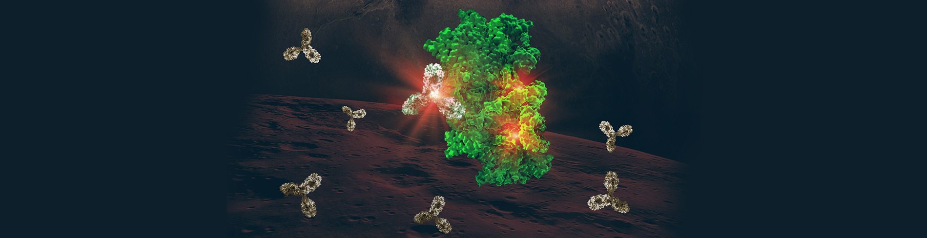 Phospho-Specific Antibodies Hero Image