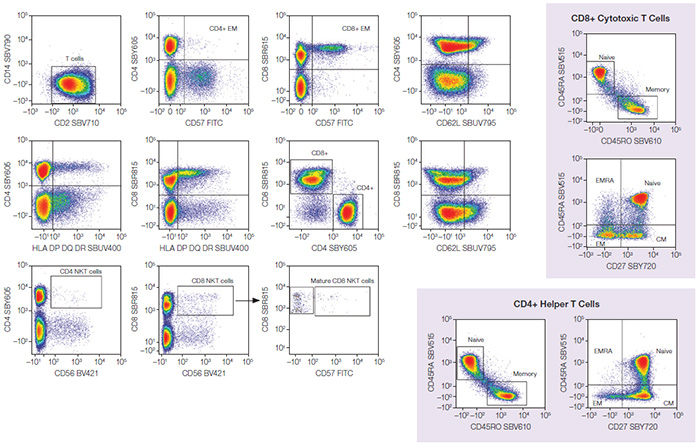 Fig. 2. T-cell populations.