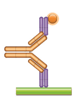 Schematic image of PK bridging ELISA measuring free drug. Anti-idiotypic capture antibody, Fab format (purple), monoclonal antibody drug (gold), anti-idiotypic detection antibody, Fab format (purple) labeled with HRP.