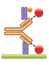 Schematic image of PK bridging ELISA measuring free and partially bound drug. Type 1 anti-idiotypic capture antibody, Fab format (purple), monoclonal antibody drug (gold), drug target (red), type 2 anti-idiotypic detection antibody, Fab format (purple), labeled with HRP.