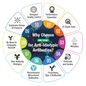 Ten Reasons to Choose Bio-Rad’s Anti-Idiotypic Antibodies