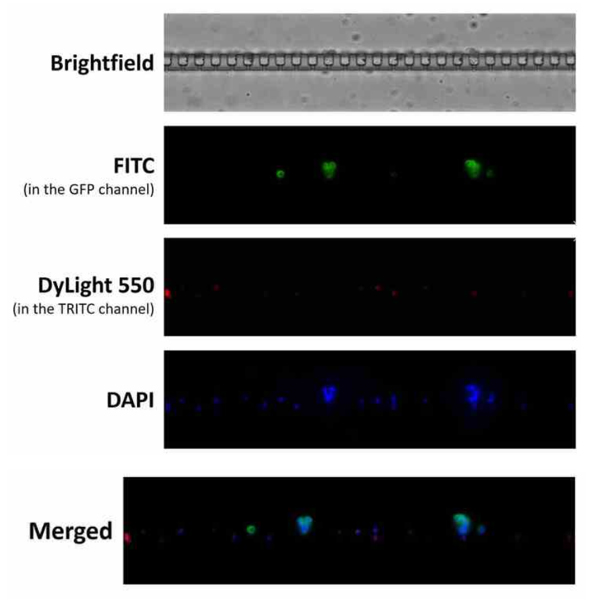Fig 1: Immunofluorescent Staining of MCF-7 Cells 