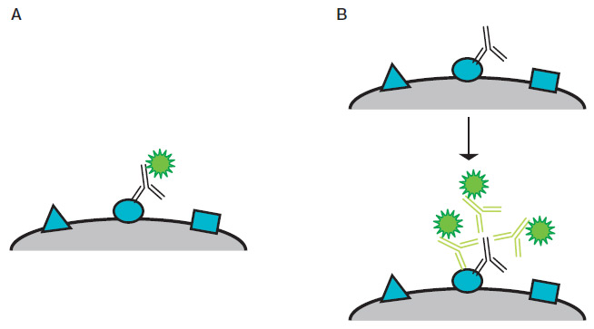 Fig. 2. Diagram of direct and indirect staining. 