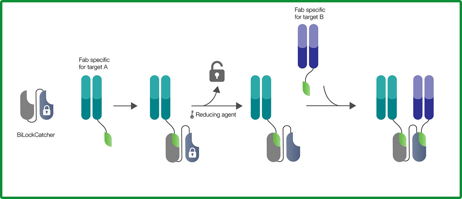 Pioneer Antibody Discovery Platform | Bio-Rad