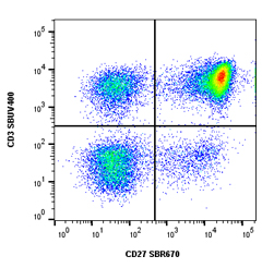 Fig. 1. SBR670 staining. 