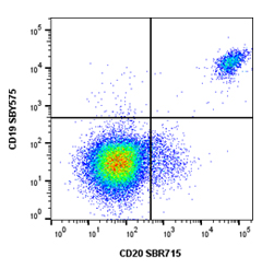 Fig. 2. SBR715 staining. 