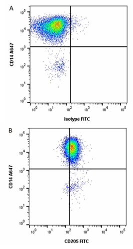 Fig 1. Detecting pig blood DCs using Anti-Pig CD14 (MCA1218A647) and Anti-Pig CD205 (MCA6112F) in red cell lysed porcine blood.