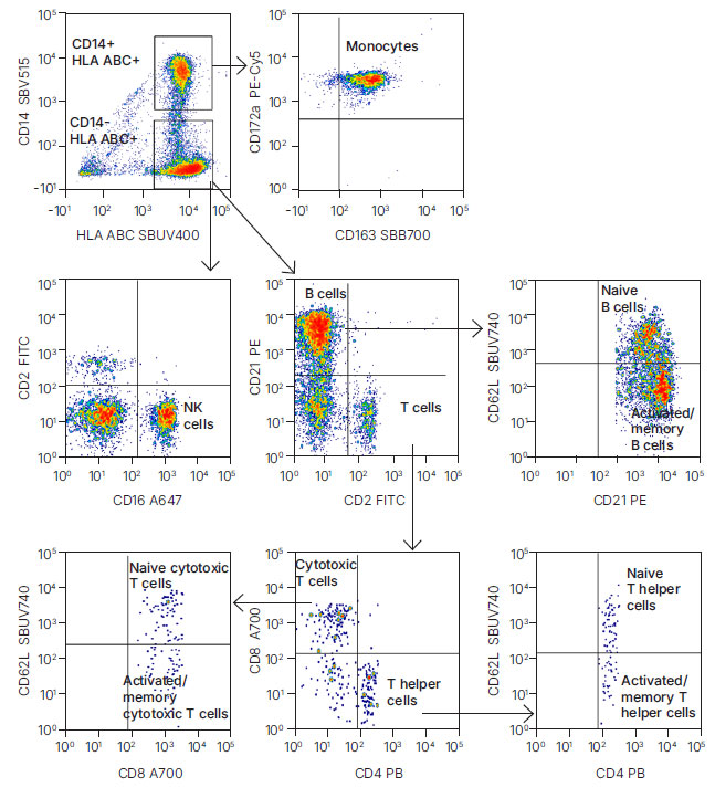 Fig. 2. T-cell, B-cell, NK-cell, and monocyte populations.