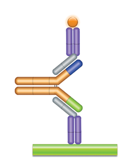 Schematic image of PK bridging ELISA detecting free drug. Anti-idiotypic capture antibody, Fab format (purple), monoclonal antibody drug (gold), anti-idiotypic detection antibody, Fab format (purple), labeled with HRP.