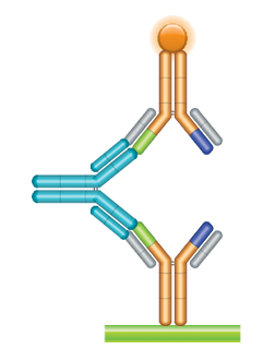 Schematic image of ADA bridging assay. Monoclonal antibody drug as capture antibody and detection antibody labeled with HRP (gold), fully human anti-idiotypic antibody, Ig format (blue).