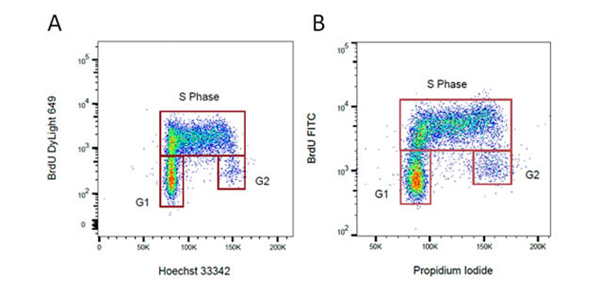 Fig. 2. BrdU staining for proliferation. 