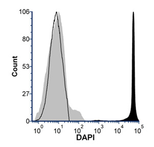 Fig. 6. Jurkat cells stained with DAPI. 