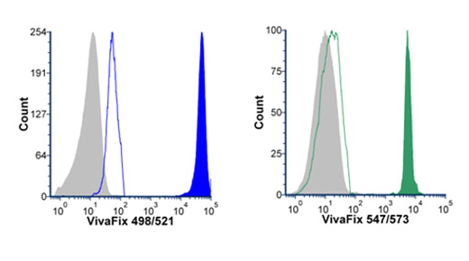 Fig. 7. Jurkat cells stained with VivaFix Cell Viability Assays.