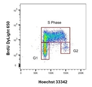 Fig. 9. Cell proliferation detected using anti-BrdU antibodies. 