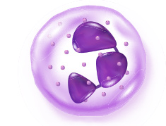 Neutrophil visual image