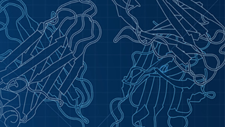 Create Custom-Made Antibodies with HuCAL® Technology