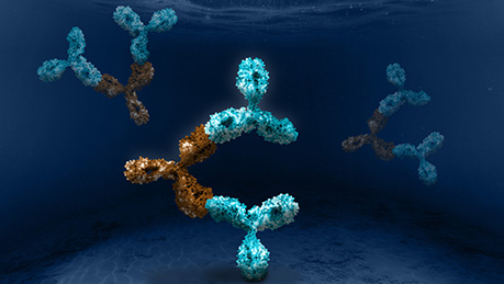 Market-Leading Anti-Idiotypic Antibodies
