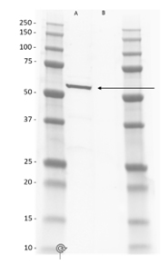 Fig. 1. Western blot analysis using rat isotype-specific secondary antibody