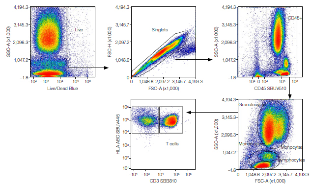 Fig. 2. Basic gating strategy to identify populations in a large-scale panel.